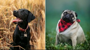 Los más panzones: Estas son las razas de perros que tienden a subir de peso