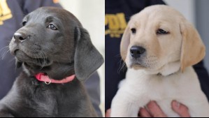 PDI integra cachorros a su brigada canina: Así puedes elegir el nombre de dos de los perritos