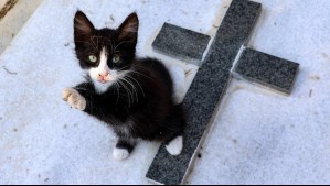 Una mutación de un coronavirus felino está diezmando a los gatos en Chipre