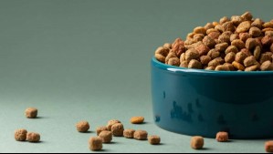 Descuentos en alimentos para mascotas: ¿Cuáles son las rebajas disponibles?
