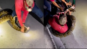 La impactante captura de pitón de casi 6 metros en Estados Unidos