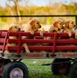 Revisa los resultados de una investigación que ahondó sobre la capacidad de memoria de los perros con respecto de sus madres o hermanos, después de haber sido separados a las semanas tras nacer.