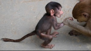 Bebé mono provoca caos en un tribunal de Pakistán tras escapar de su jaula