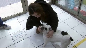 Recuperan al perrito 'Olaf': Había sido robado desde su casa por delincuentes