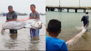 Encuentran enorme pez remo en playa de Perú: ¿Por qué se le asocia con catástrofes como terremotos?