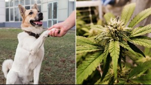 Estos son los peligros de exponer a tu perro a marihuana: ¿Qué hacer ante una emergencia?