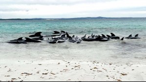 Decenas de ballenas quedan varadas en playa australiana: ¿Por qué ocurre según los investigadores?