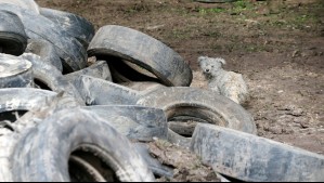 Tribunal Ambiental obliga a automotoras a hacerse cargo de neumáticos usados tras rechazar su reclamación