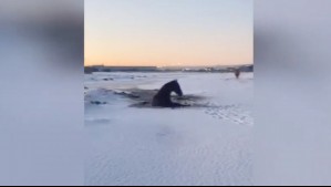 Video muestra rescate de caballo que estaba atrapado en una laguna congelada en Punta Arenas