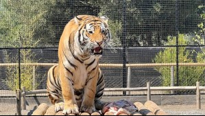 Adulto mayor en riesgo vital tras ataque de tigre en un zoológico de Los Ángeles