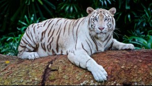 Sigue grave y en riesgo vital hombre que fue atacado por tigre en zoológico de Los Ángeles: Es padre de un concejal