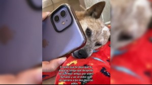 'Fuiste un gran amigo': La emotiva despedida de familia por videollamada previo a la muerte de su perro