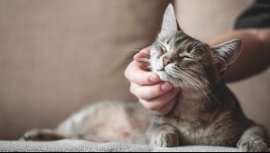 Espacio, acceso a control médico y tiempo: Ocho factores a considerar antes de adoptar a un gato