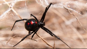 'Quería volverse Spiderman': Niño de 8 años terminó en urgencias al dejarse picar por una araña en Bolivia