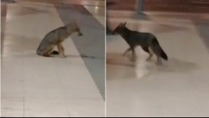 Detectan a zorrito culpeo en las afueras del Metro Plaza Egaña