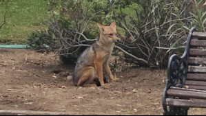 Despliegan operativo por presencia de un zorro en plaza de Las Condes: El animal deambuló por calles de la comuna