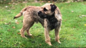 Perrita de 14 años recorrió 163 kilómetros en una noche: Intentaba seguir a sus dueños