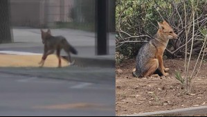 Zorro no pudo ser capturado por el SAG y ahora deambula por distintas calles: 'Lo pudieron ver algunos vecinos'