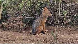 Logran capturar a zorro que deambulaba en Las Condes: Fue encontrado en casa ubicada en Gerónimo de Alderete
