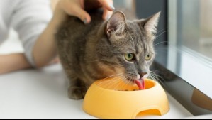 'Necesitan más proteínas de origen animal': ¿Qué no debe faltar en la alimentación de tu gato?