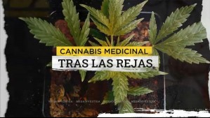 Cannabis medicinal tras las rejas: Pasaron 80 días en prisión pese a tener recetas para autocultivos
