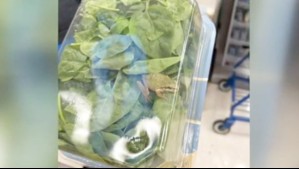 Compró una espinaca orgánica en el supermercado y al abrirla encontró una rana viva dentro