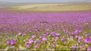 Hay pocas probabilidades de desierto florido este año: ¿Cuáles son las razones?