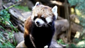 En el Zoológico Metropolitano murió 'Kelú': El único panda rojo nacido en Chile