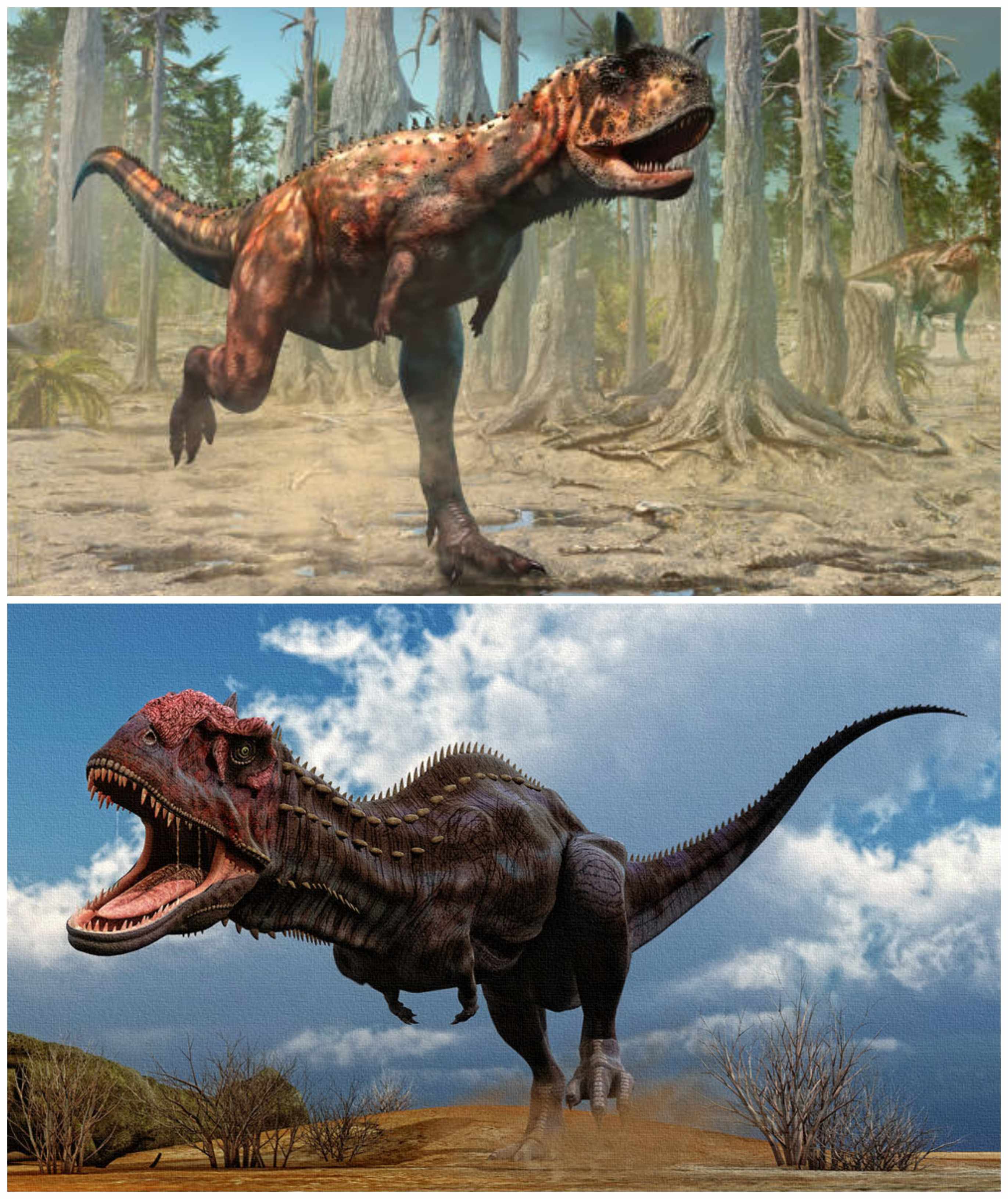En la imagen superior, una ilustración del carnotaurus; en la parte inferior, una del majungasaurus. El abelisaurio era más parecido a este último.