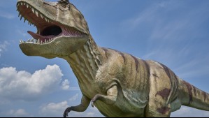 Brazos muy cortos y con parientes en Madagascar: Así era el dinosaurio descubierto en la región de Coquimbo