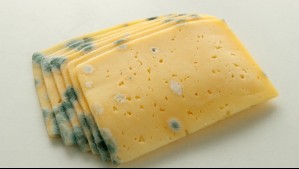 ¿Se puede comer el queso si le salieron hongos?
