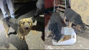 Rescatan seis perritos en Doñihue: Río Cachapoal se desbordó e inundó la casa donde vivían