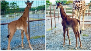 Es considerada la 'más rara del mundo': Nace la primera jirafa en el planeta que no tiene manchas en su cuerpo