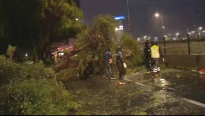Caída de árbol bloquea caletera de Américo Vespucio