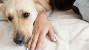 Estas son las razas de perros más sensibles al dolor, según un estudio