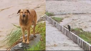 Rescatan a dos perros y a sus dueños que estaban atrapados en el río Mapocho