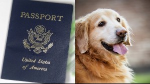 'Solo estoy un poco estresado': Perro se comió el pasaporte de su dueño a solo días de su boda en Italia