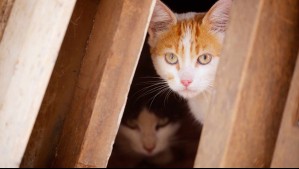 Puede afectar incluso a las personas: Hongo de origen brasileño que infecta a gatos es detectado en Chile