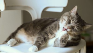 'Una de las más comunes es la falta de agua': Conoce las causas que pueden desencadenar enfermedades urinarias en gatos