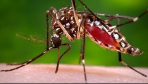 'No es una enfermedad que pueda ser tratada': Se mantiene alerta sanitaria por dengue en siete regiones del país