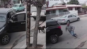 'No hay forma de explicar esto al seguro': Perro subió al auto de su dueño, pisó el acelerador y lo chocó contra un muro