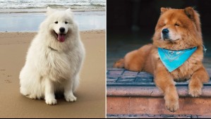 ¿Te gusta alguna? Estas son 5 de las razas de perros más caras del mundo