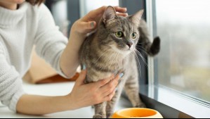 Confirman el primer infectado en Chile con hongo que ataca a gatos: ¿Cuáles son los síntomas en humanos?