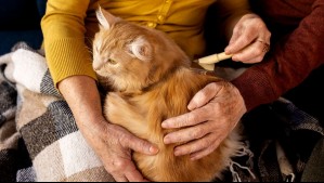 Primer infectado en Chile con hongo que ataca a gatos: ¿Cómo se contagia a humanos?