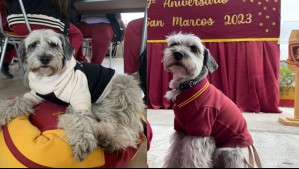 Adorable perrita es furor por ser alumna de un colegio en Antofagasta: Tiene uniforme y polerón de cuarto medio