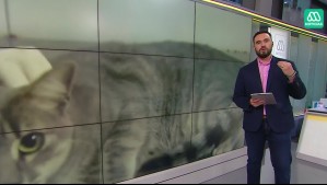 El peligroso hongo que afecta a gatos y otros animales: ¿Qué se sabe de su infección?