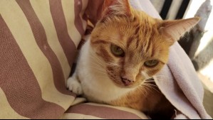 Hongo que afecta a los gatos: ¿Cómo evitar que se infecten los felinos?
