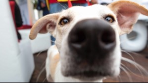 Las 6 enfermedades que tu perro podría detectar con su olfato
