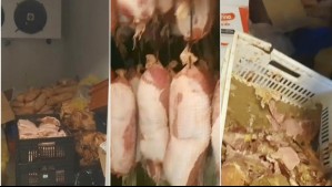 Malos olores, moscas y kilos de carne en mal estado: Clausuran carnicería y elaboradora de cecinas en La Granja