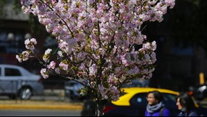 ¿Cuándo empieza la primavera en Chile?